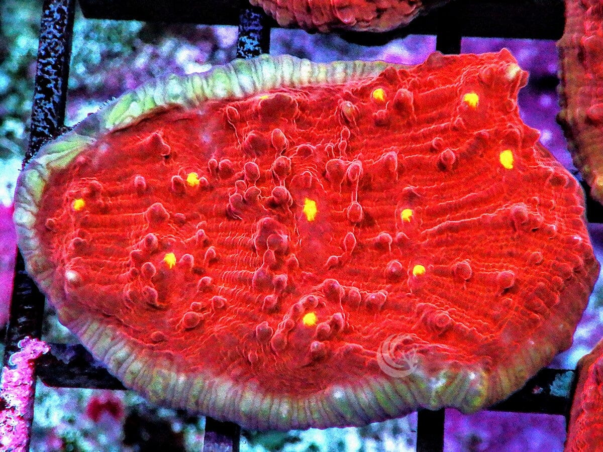 Yellow Sparkles Red Velvet Chalice