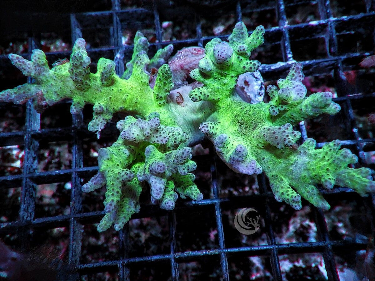 Lime Sinularia Finger Leather