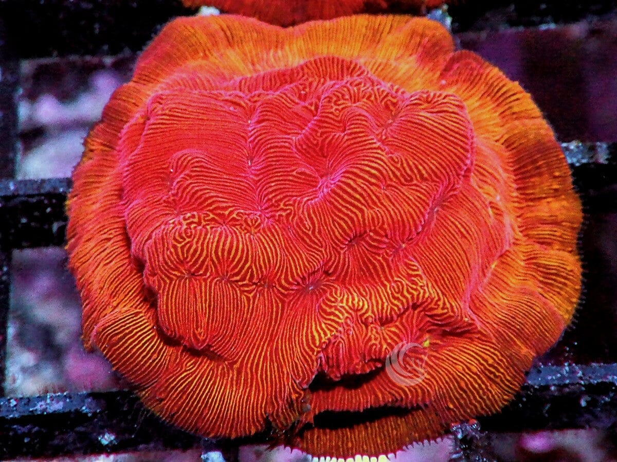 Blood Orange Leptoseris