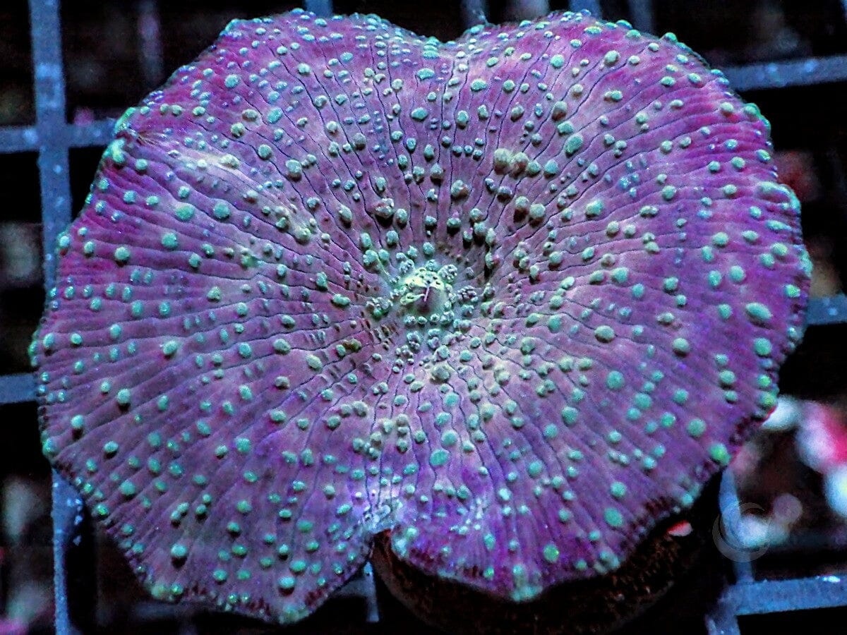 Pink-Purple Discosoma Mushroom