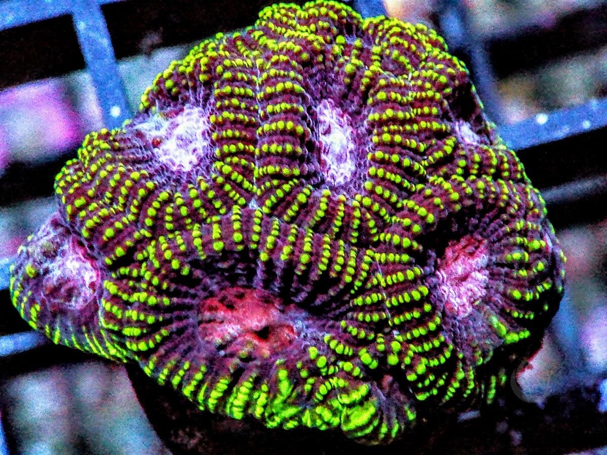 Peppermint Pleiastrea