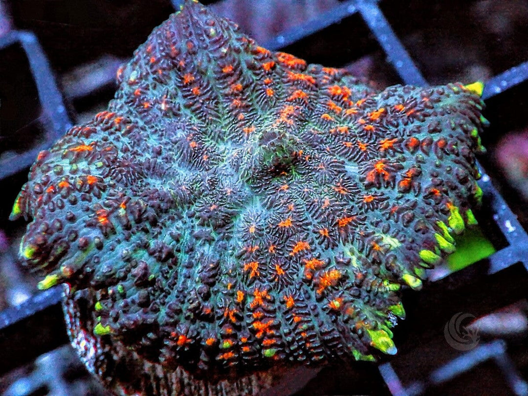 Bubbling Cauldron Rhodactis Mushroom