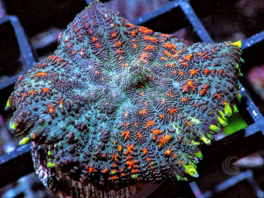 Bubbling Cauldron Rhodactis Mushroom