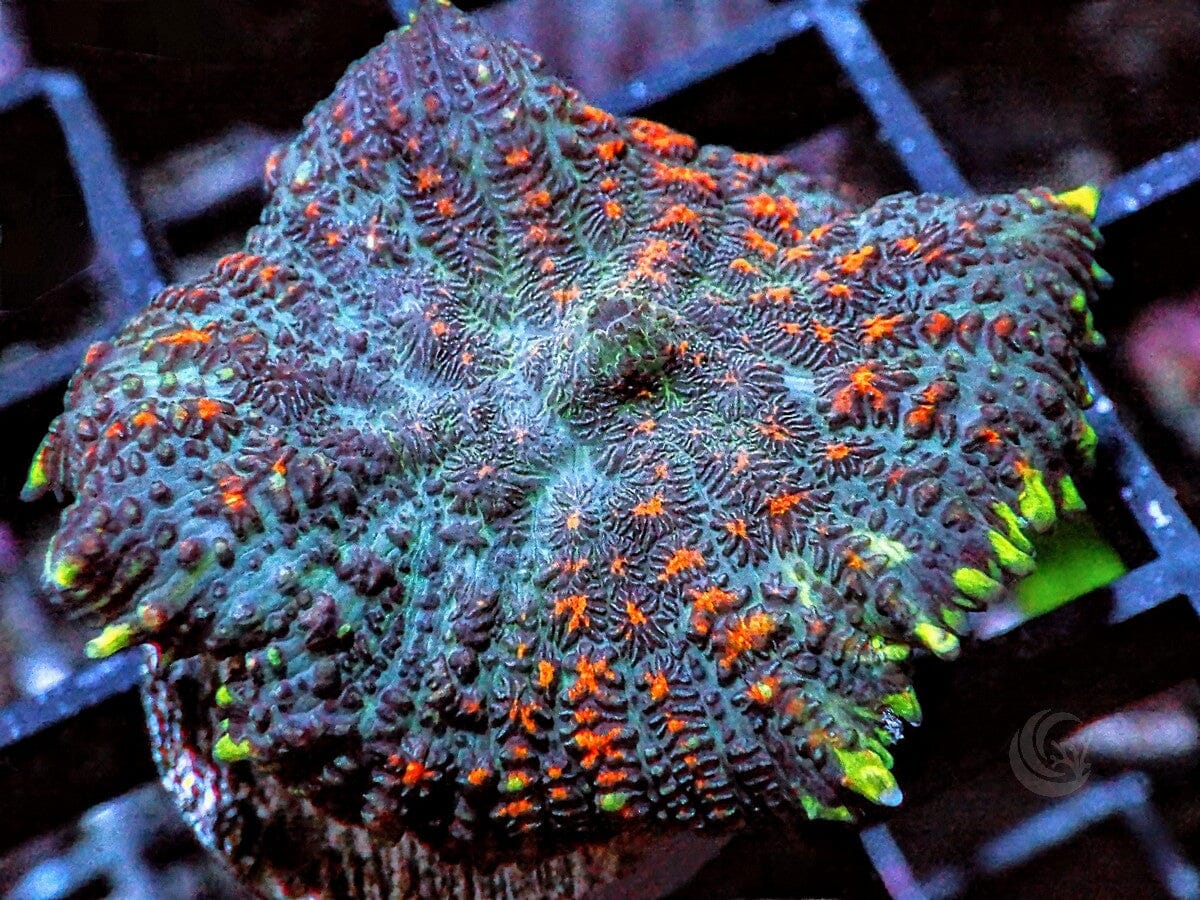 Bubbling Cauldron Rhodactis Mushroom