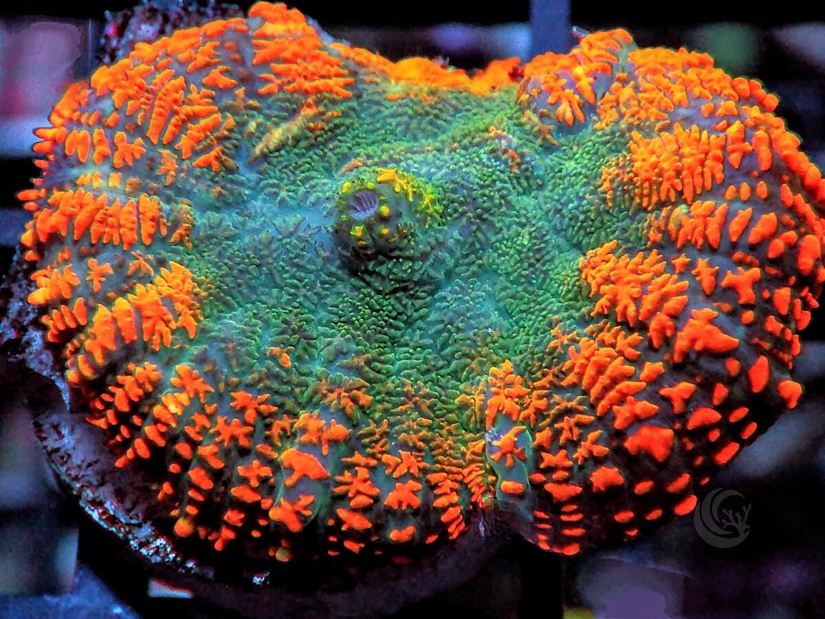 Orange Fringed Rhodactis Mushroom