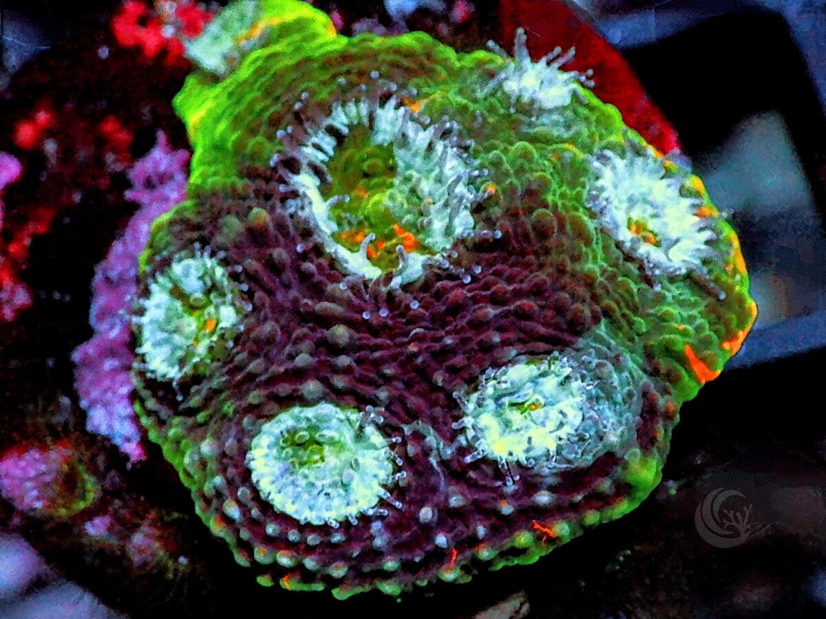 Eggplant Salad Aca echinata