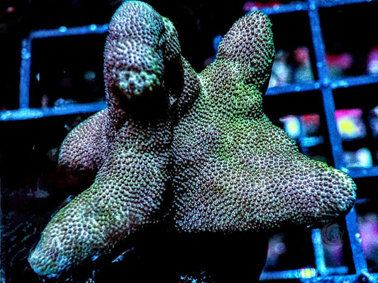 Greenish Devil's Hand Leather