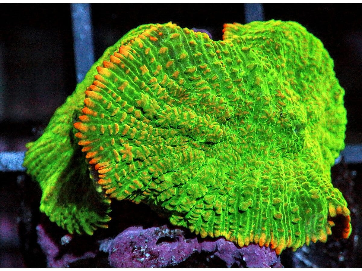 Orange rim Rhodactis Mushrooms