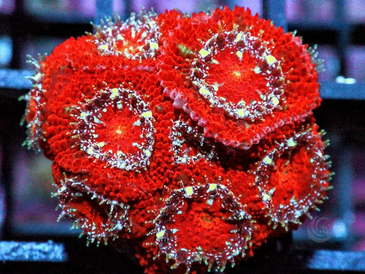 Red Acan lordhowensis