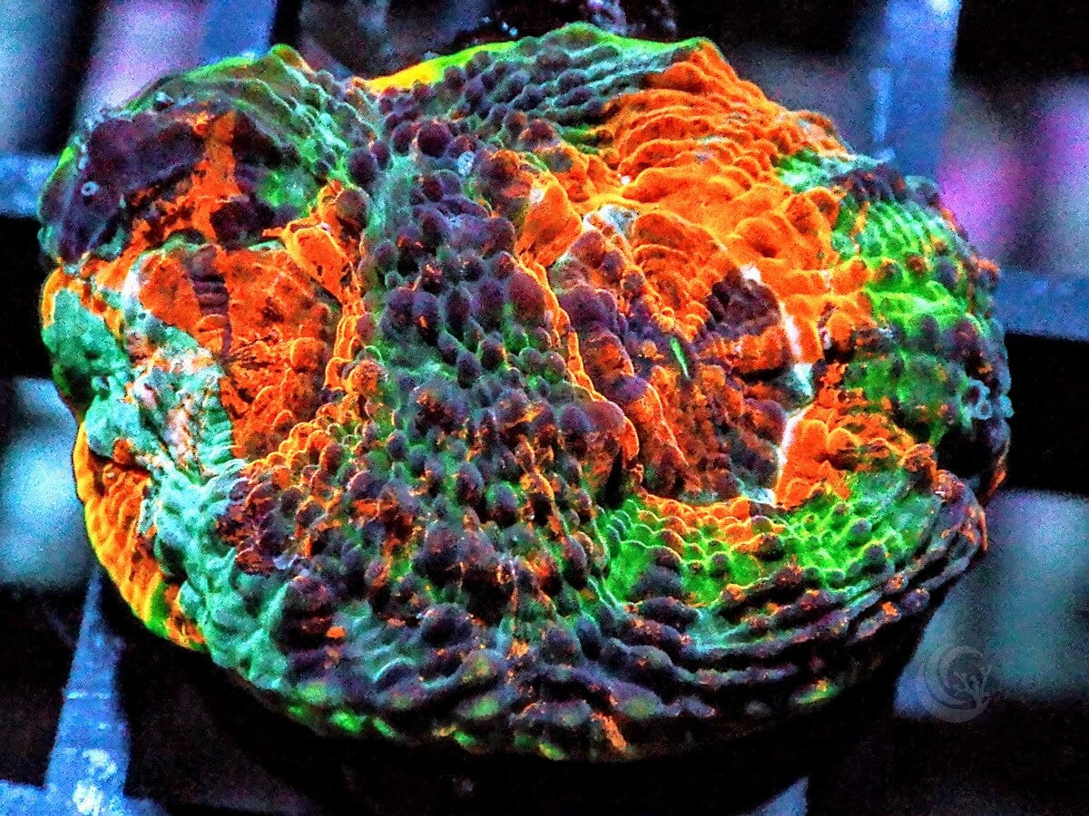 Fruit Salad Acan echinata