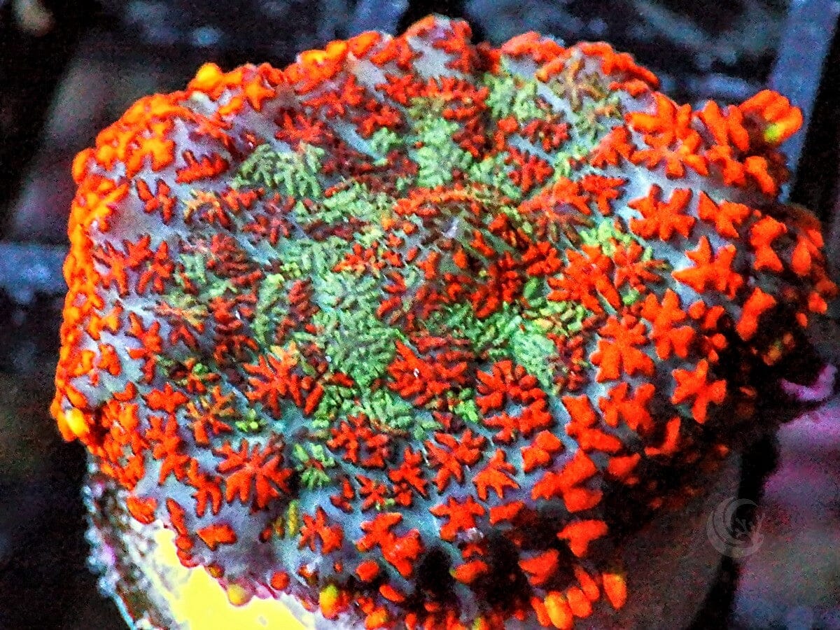 Superman Rhodactis Mushroom