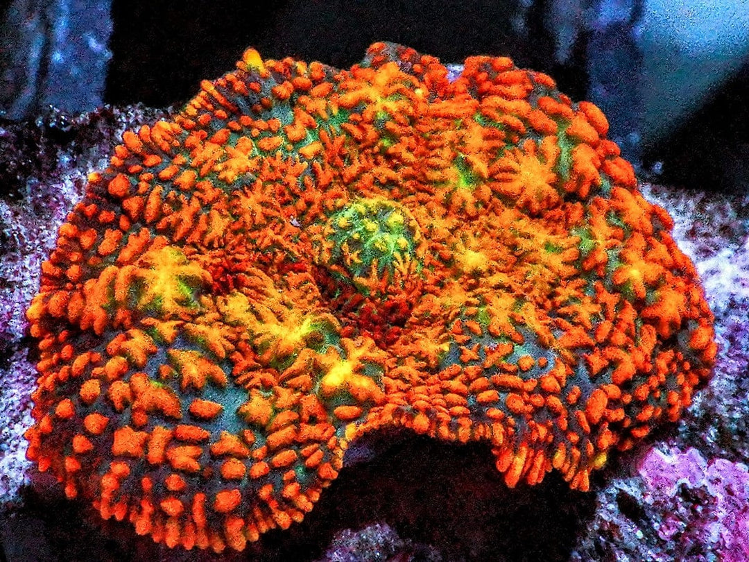 Orange Rhodactis Mushroom