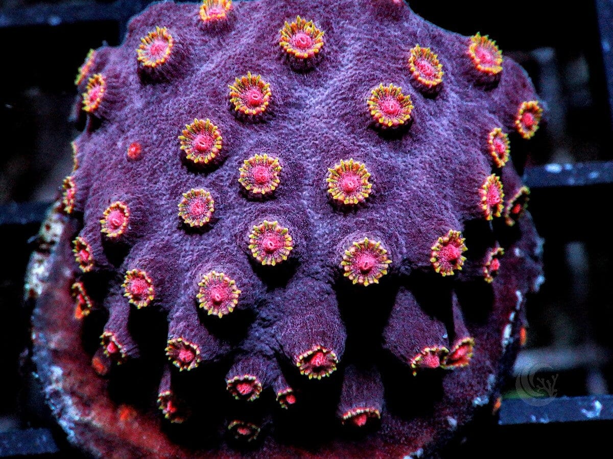 Bling Bling Cyphastrea
