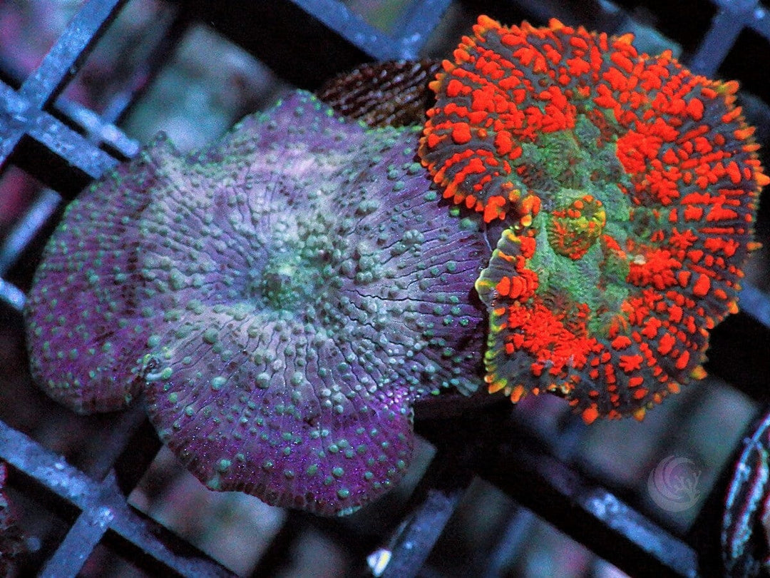 Orange Fringed Rhodactis and Fairytales Discosoma Mushrooms Combo 1.75 89