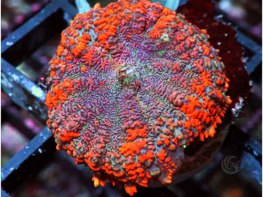 Red-Orange Rhodactis Mushroom