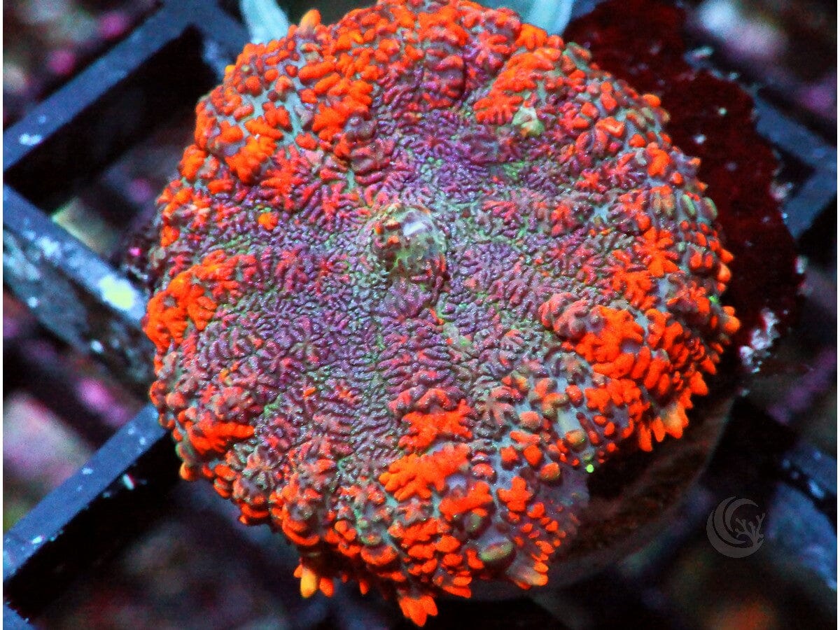 Red-Orange Rhodactis Mushroom