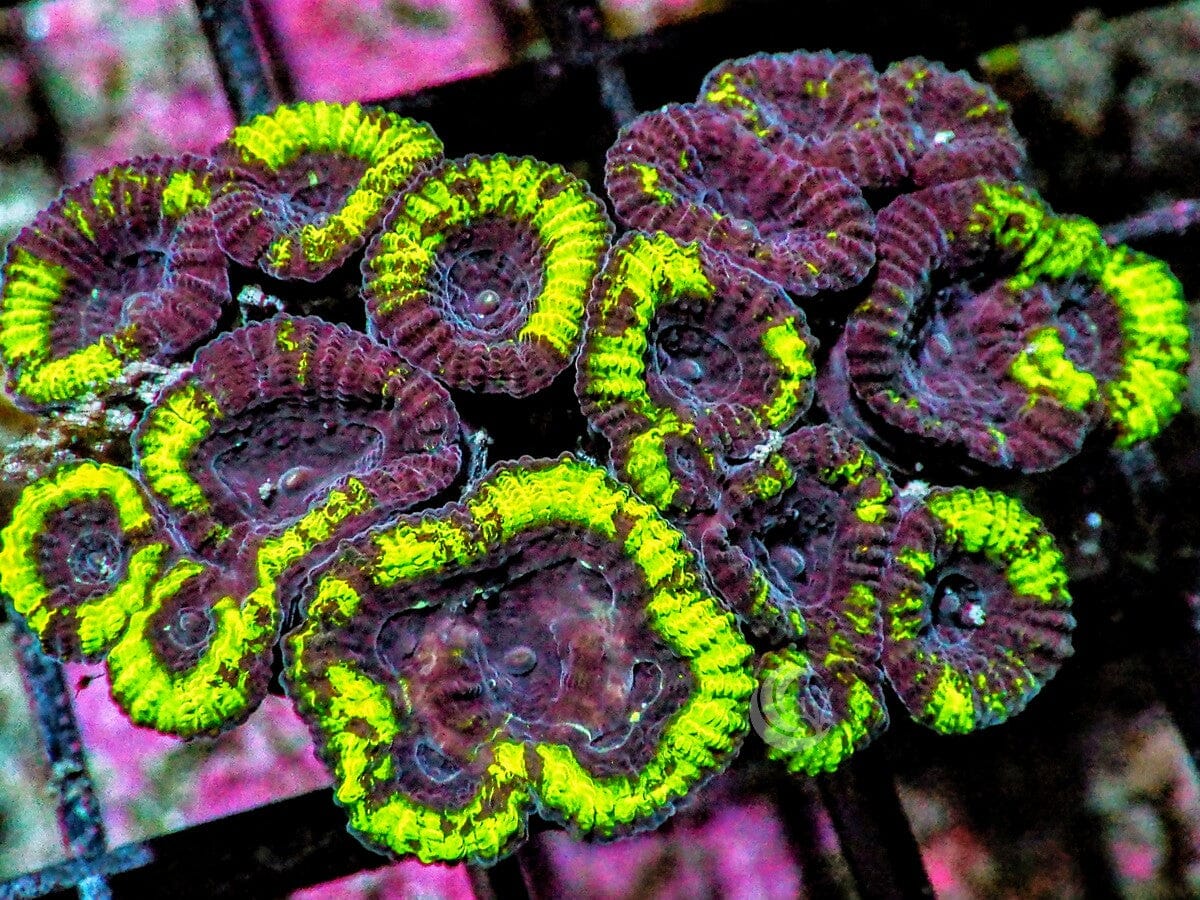 Monster Mash Pleiastrea