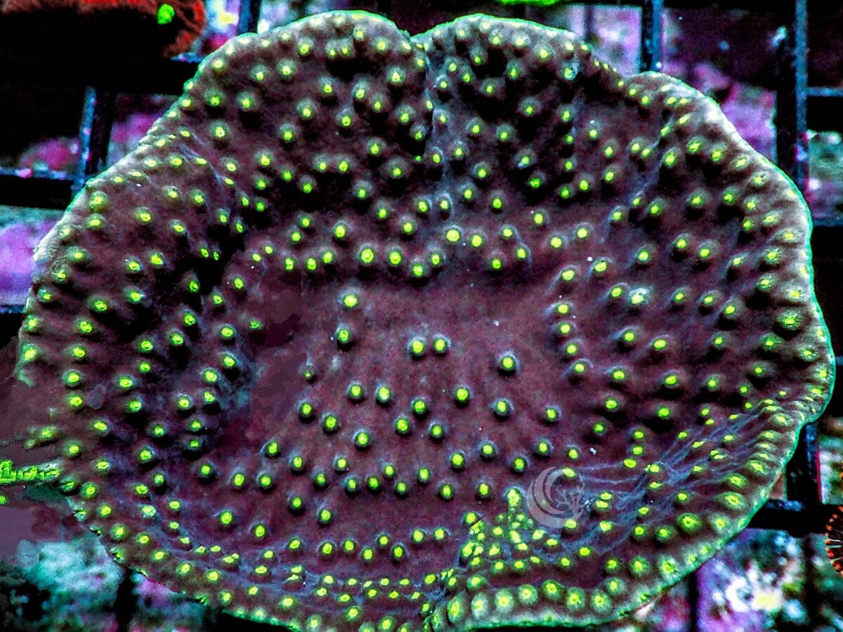 Neon Polyp Scrolling Turbinaria