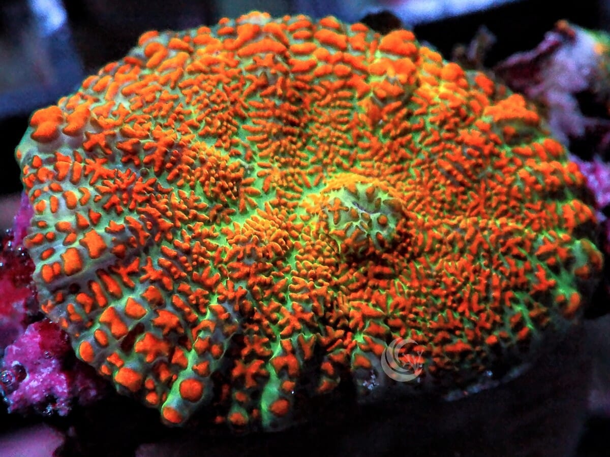 Orange Rhodactis Mushroom