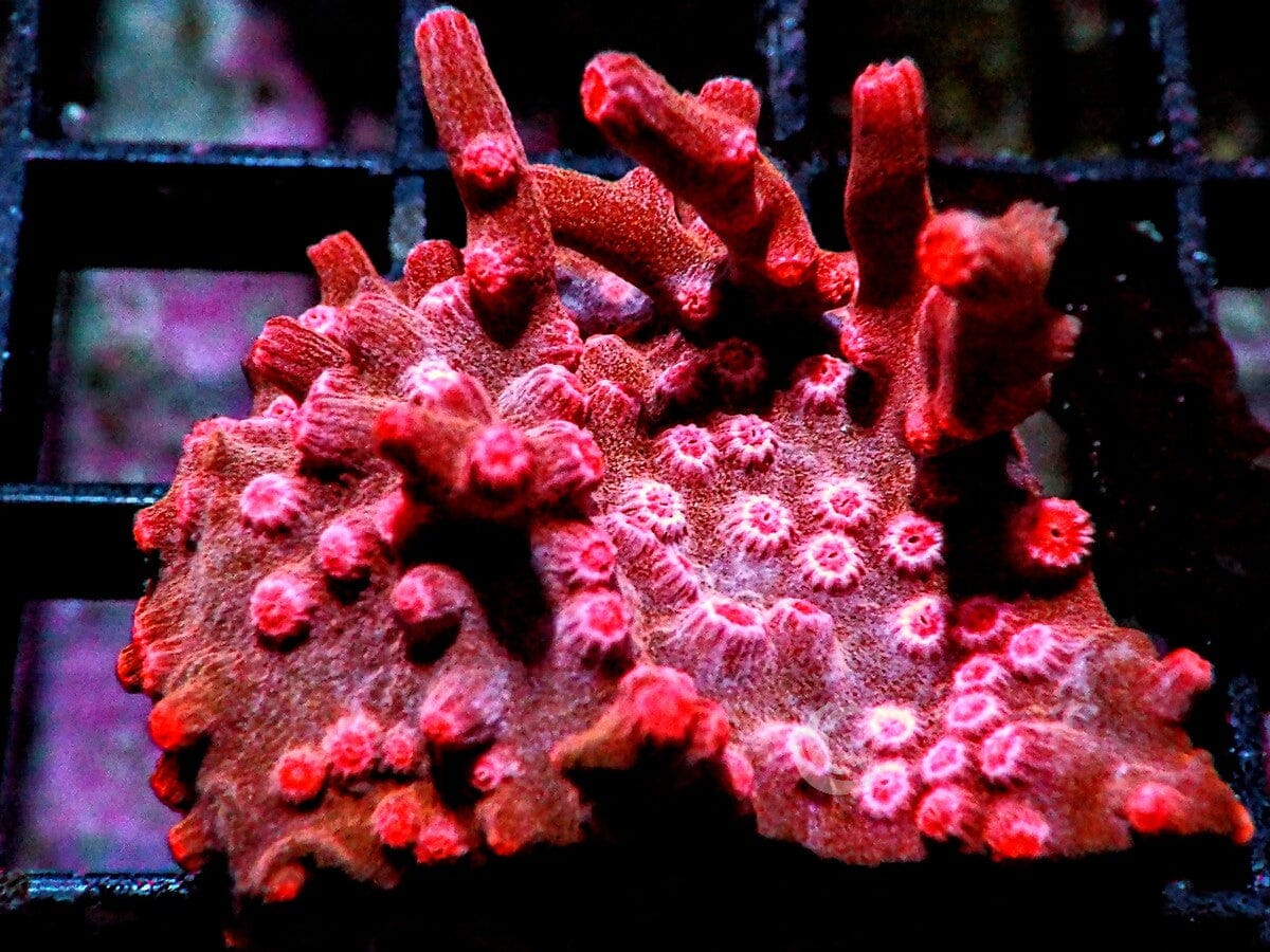 Space Monkey Branching Cyphastrea