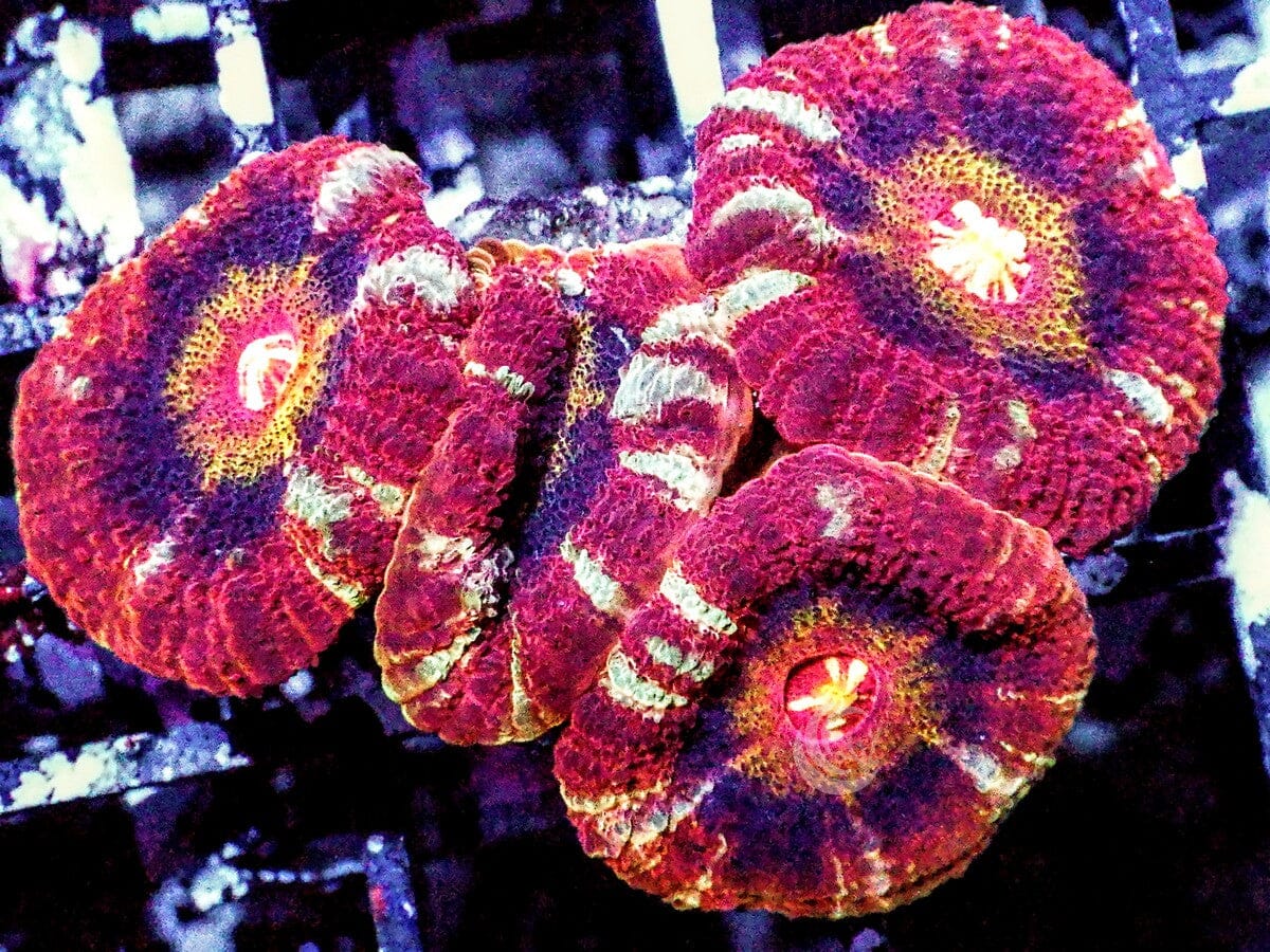 Crazy Quilt MultiColor Acan