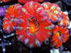 Rainbow Acan lordhowensis