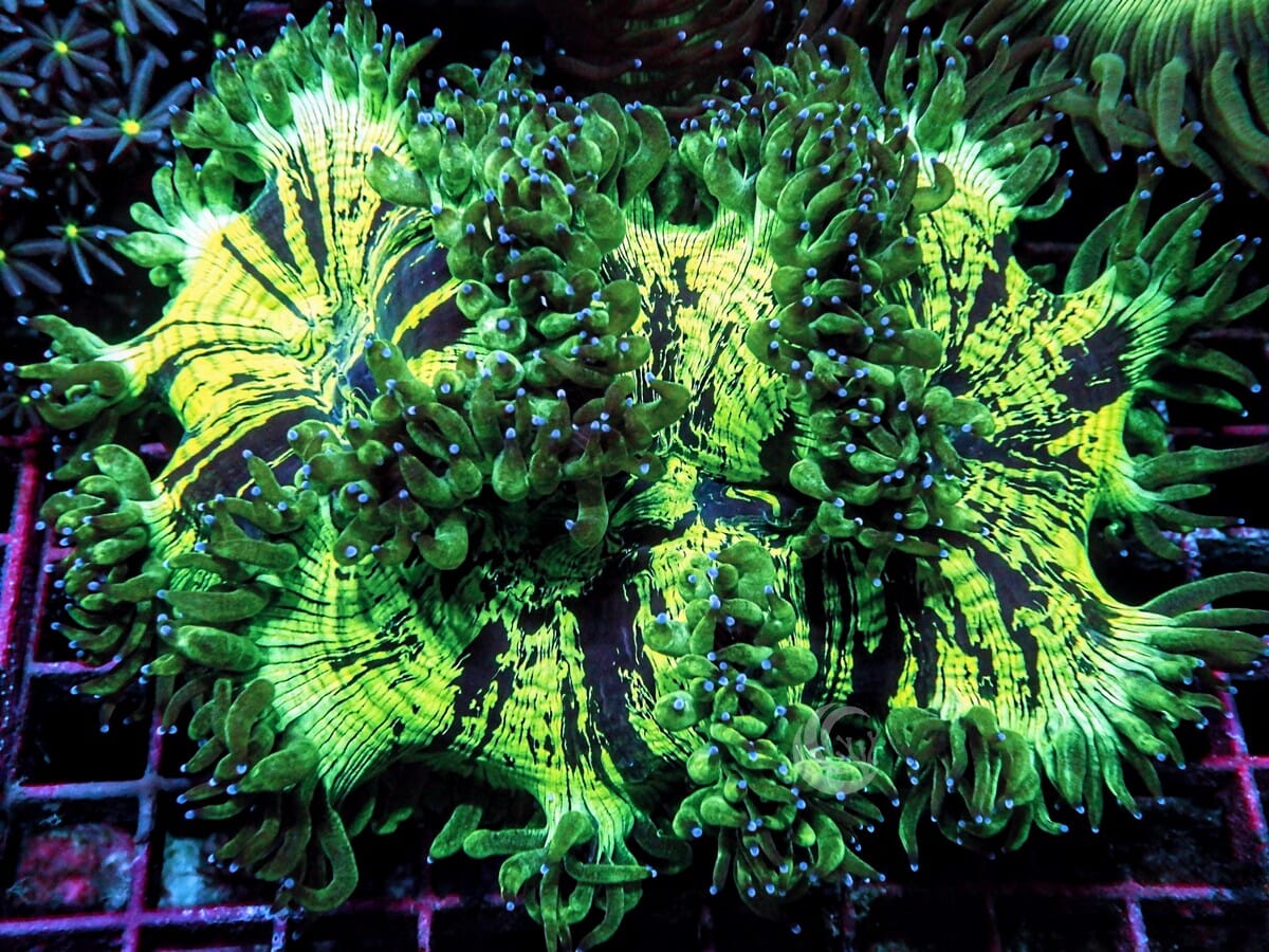 Australian Neon Elegance