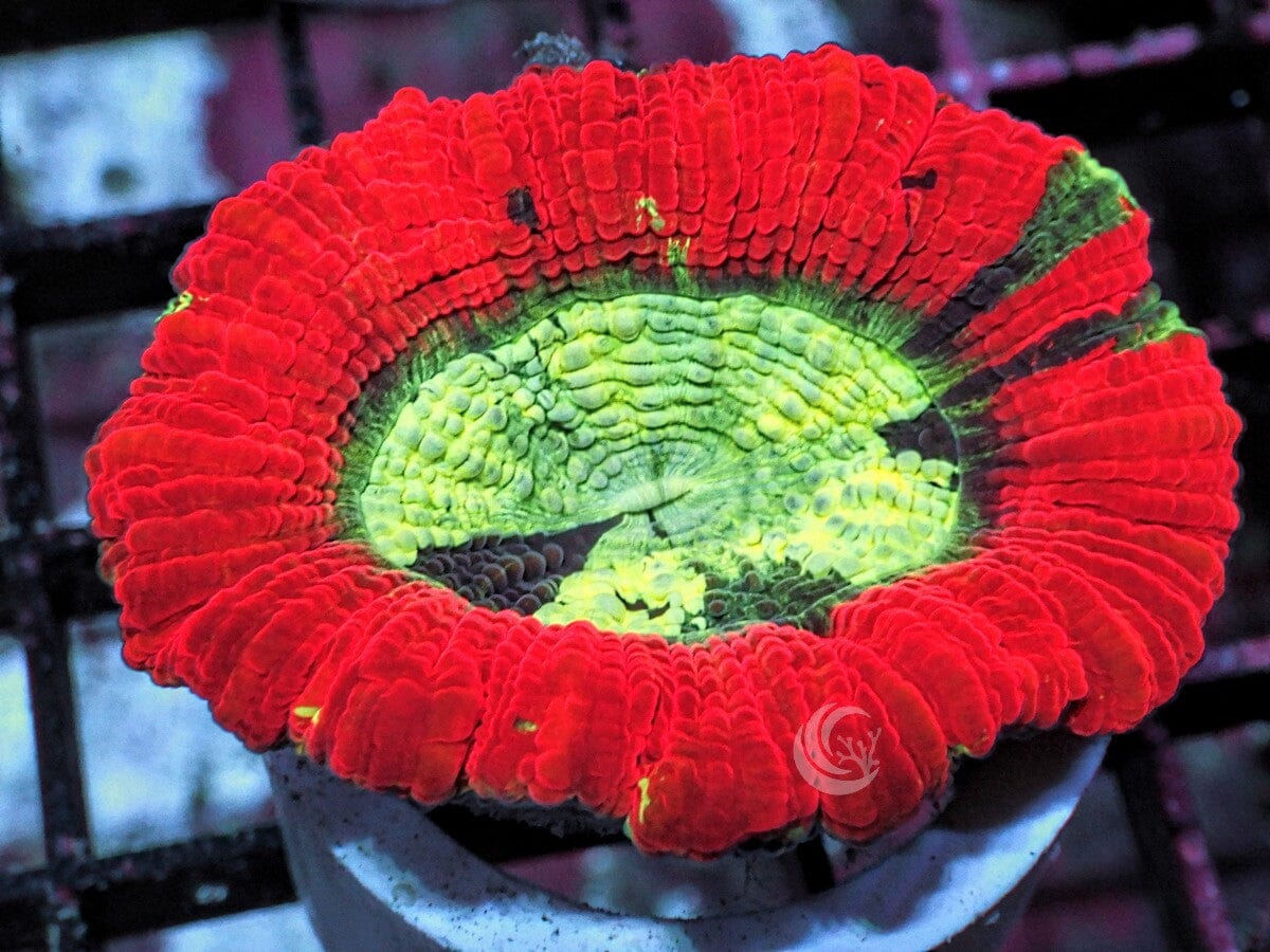 Red rim Trachyphyllia