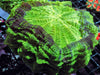 Green Acanthophyllia