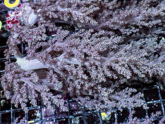 Flowing Lace Tree Leather