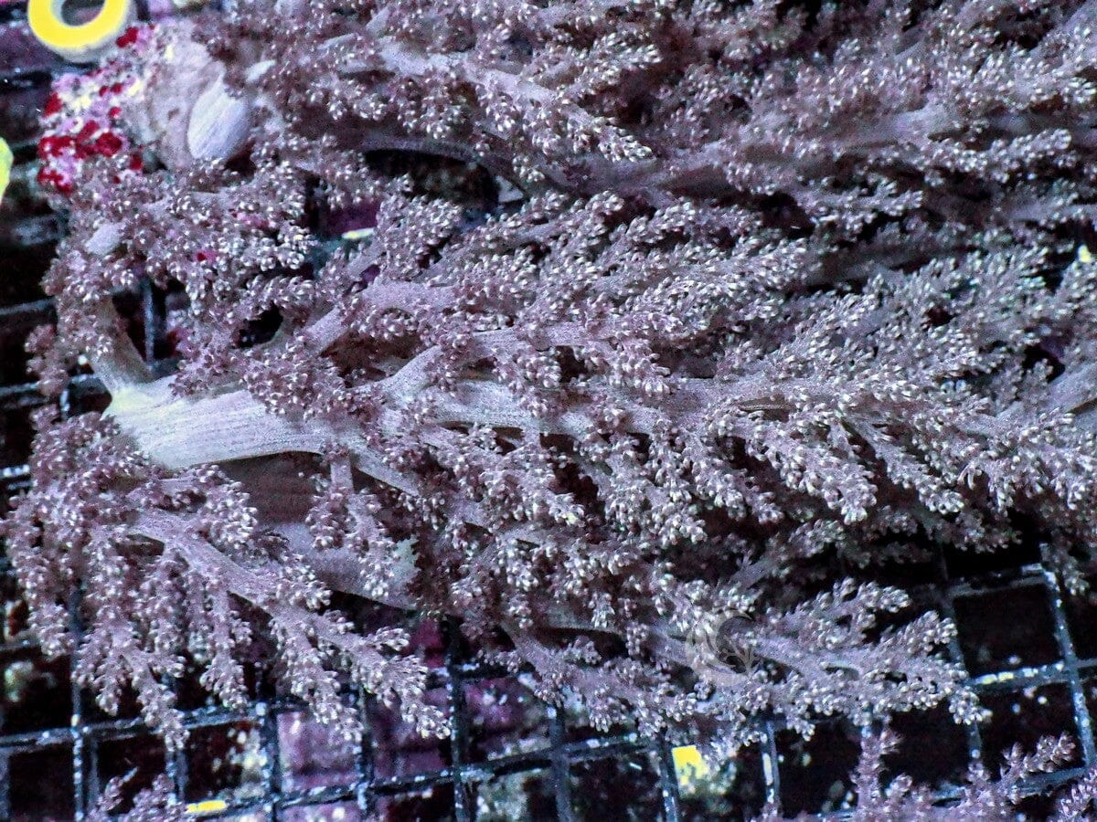 Flowing Lace Tree Leather