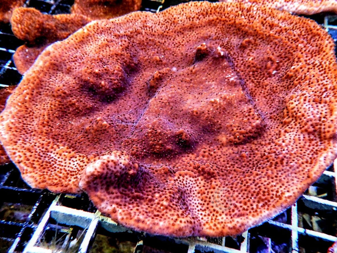 Orange Sherbet Encrusting Montipora