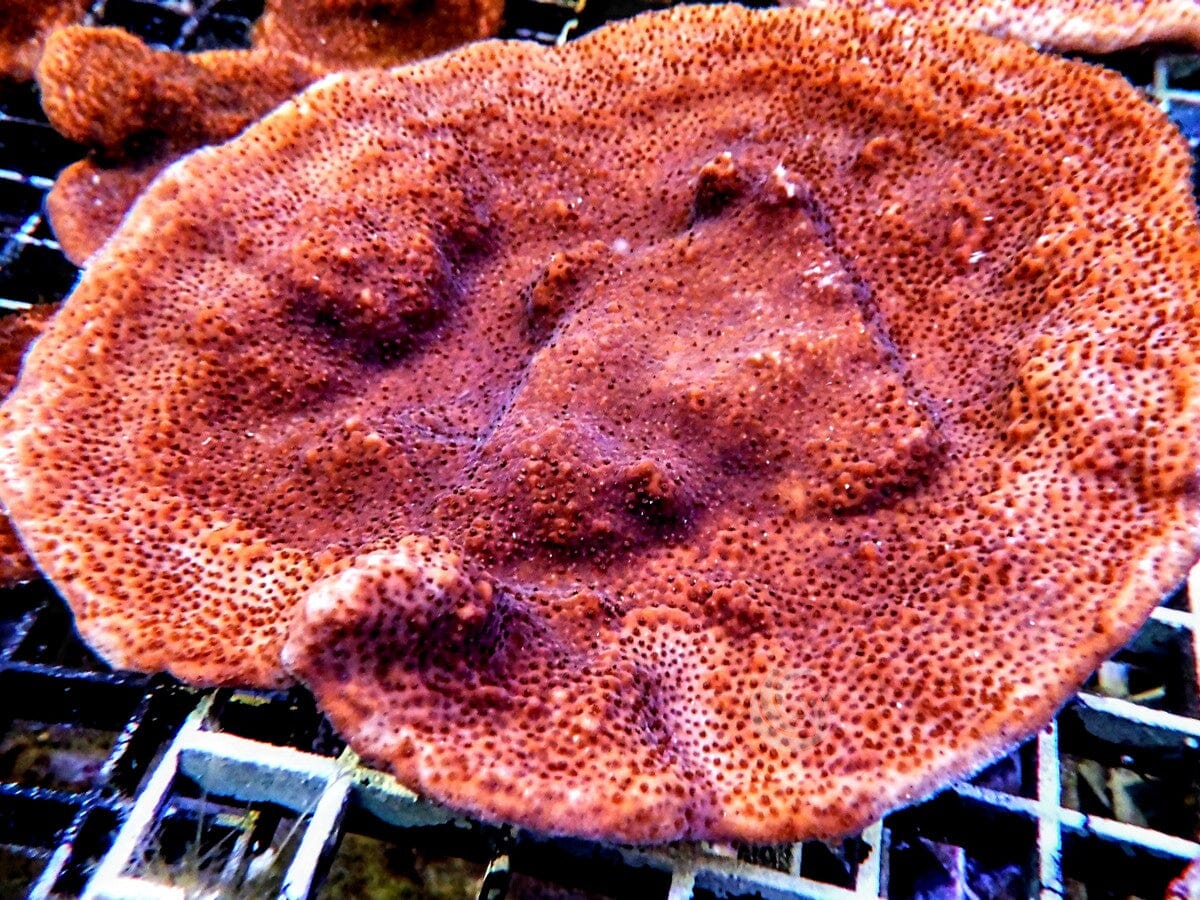 Orange Sherbet Encrusting Montipora