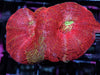 Puffy Red Acan bowerbanki