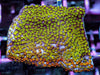 Rainbow Encrusting Montipora