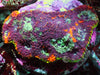 Haunted Halloween Acan echinata