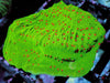 Grinch Plating Montipora