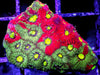 Bipolar War Coral Favites