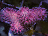 Pink-Red Stylophora