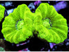 Kryptonite Caulastrea