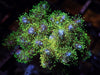 Violet tip Green Pocillopora