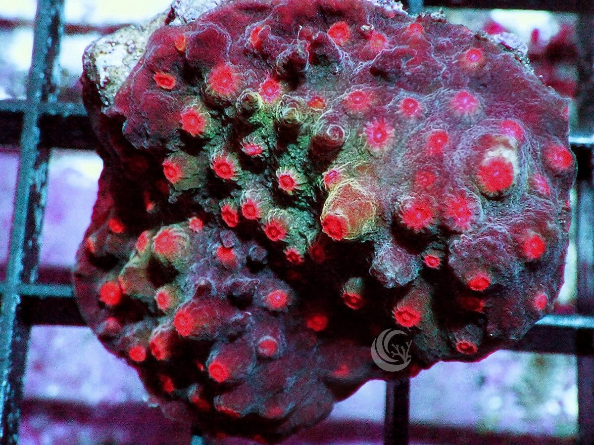 Changing Seasons Cyphastrea