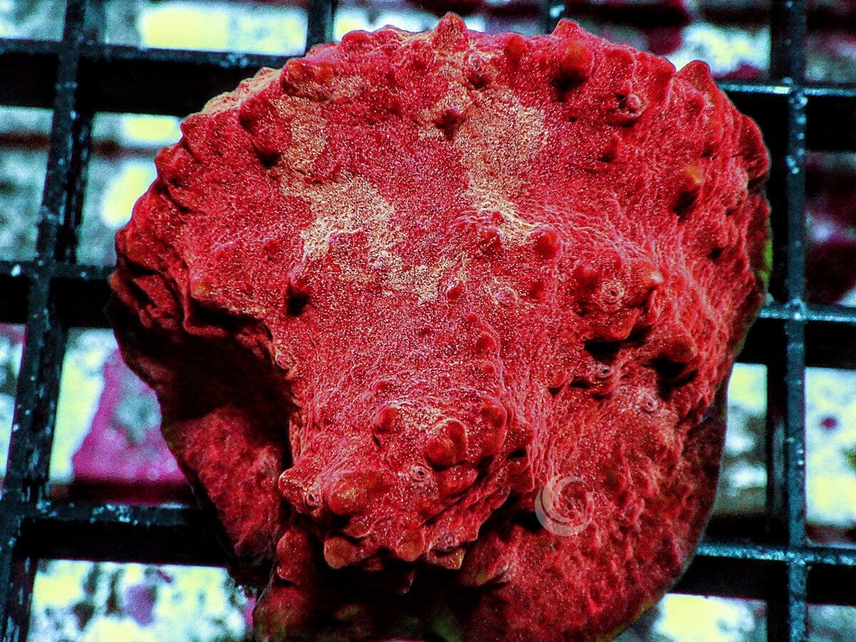 Devil's Horns Chalice