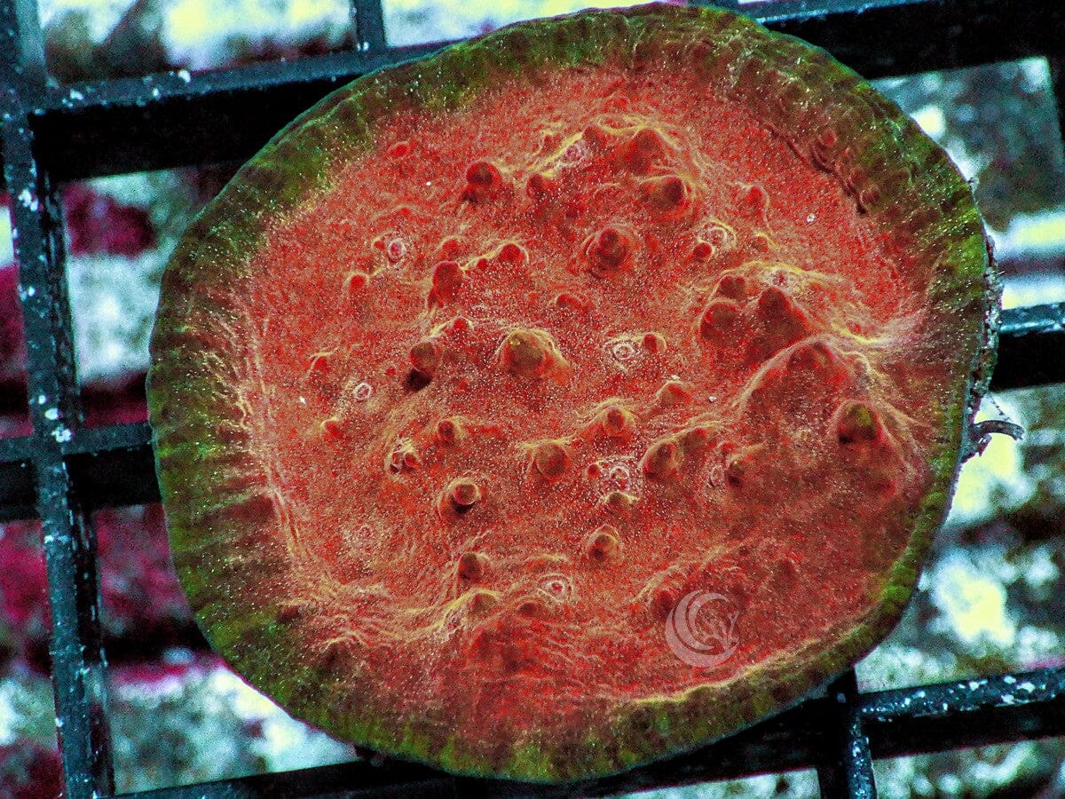 Fade to Glory Chalice