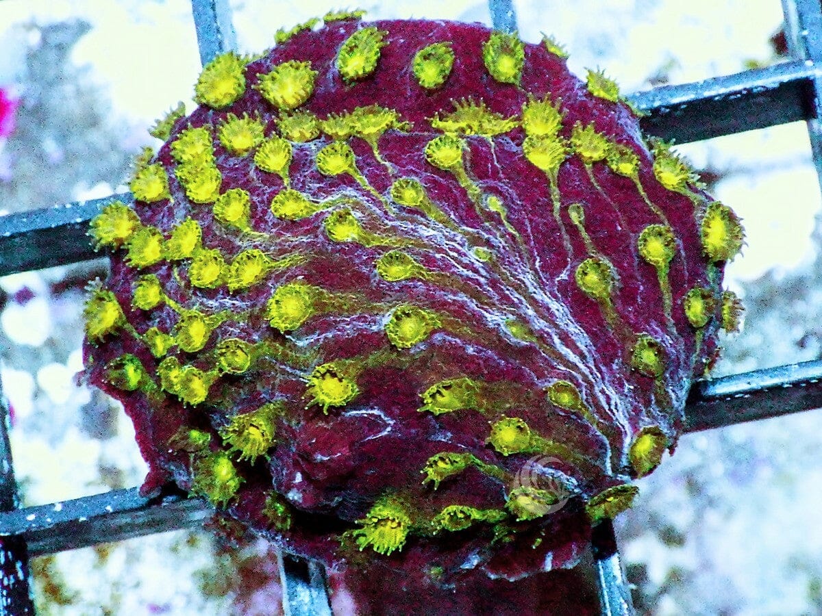 Green Cyclone Cyphastrea