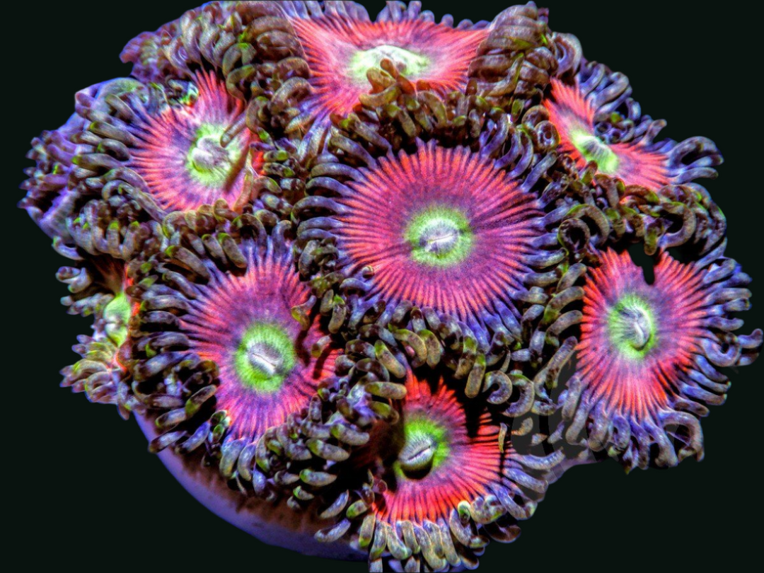 Green Eyed Pink Zoanthids