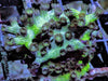 Purple People Eater Branching Cyphastrea