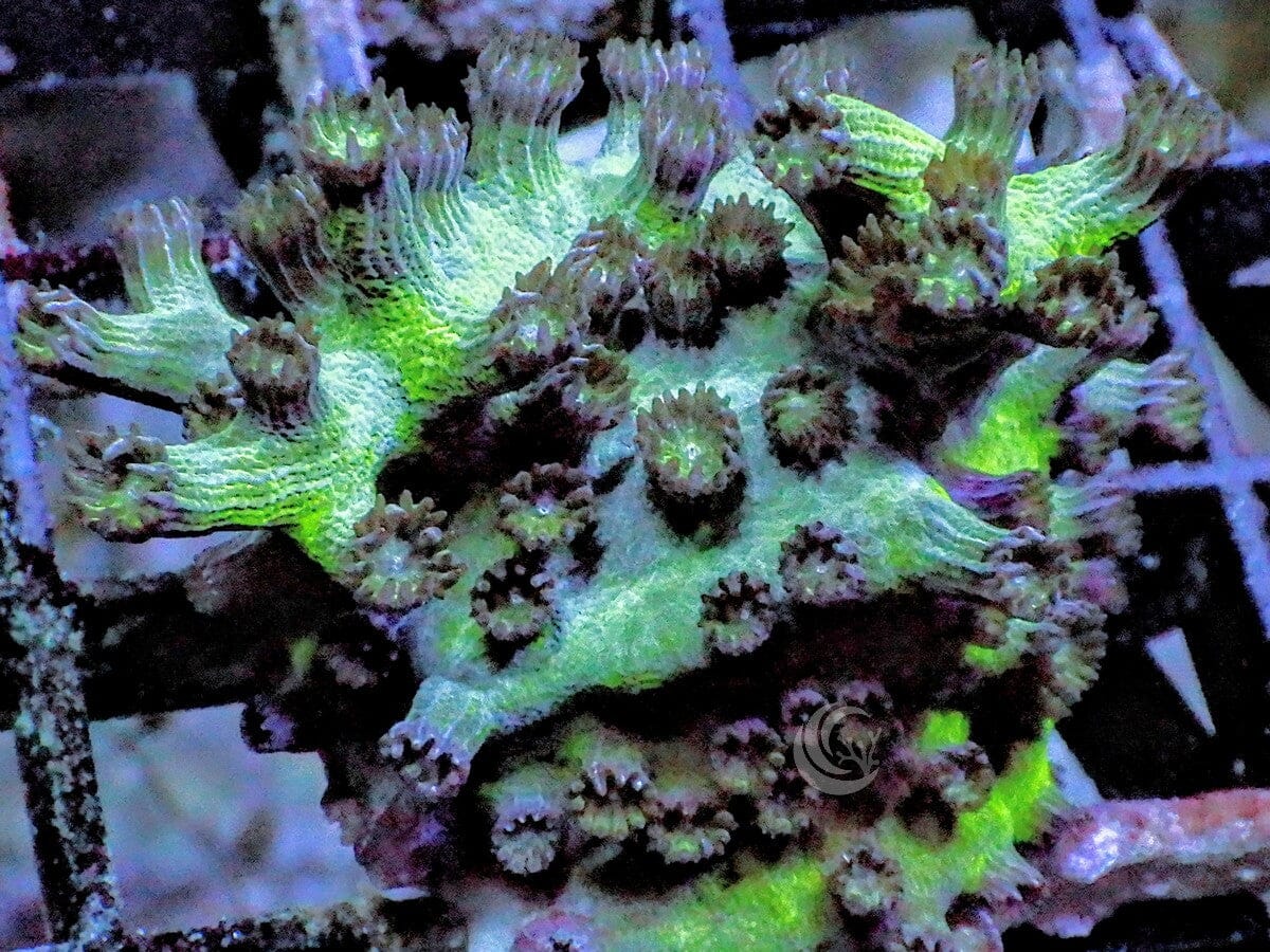Purple People Eater Branching Cyphastrea