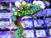 Neon Anacropora