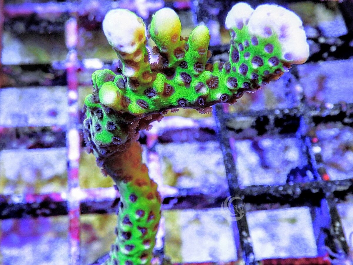 Neon Anacropora